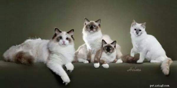 How to Spot a Trustworthy Ragdoll Breeder: Insights from Sharon Shulby