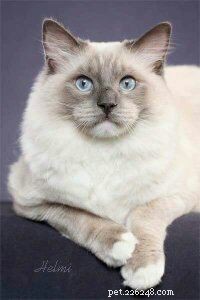 How to Spot a Trustworthy Ragdoll Breeder: Insights from Sharon Shulby
