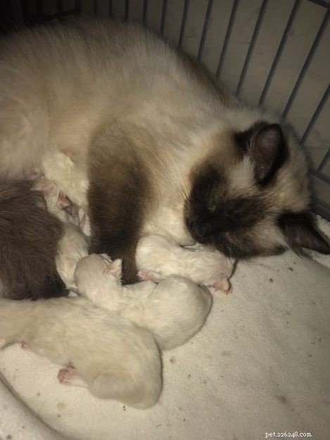 How to Spot a Trustworthy Ragdoll Breeder: Insights from Sharon Shulby