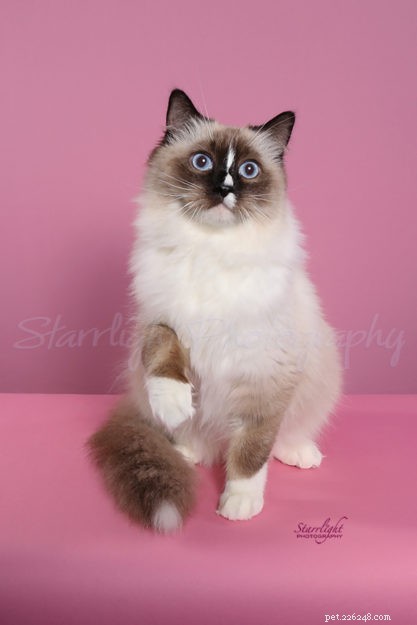 How to Spot a Trustworthy Ragdoll Breeder: Insights from Sharon Shulby