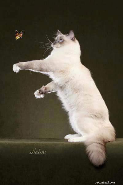 How to Spot a Trustworthy Ragdoll Breeder: Insights from Sharon Shulby