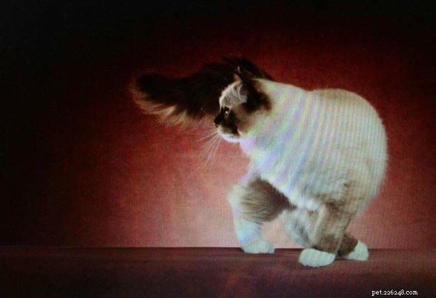 How to Spot a Trustworthy Ragdoll Breeder: Insights from Sharon Shulby