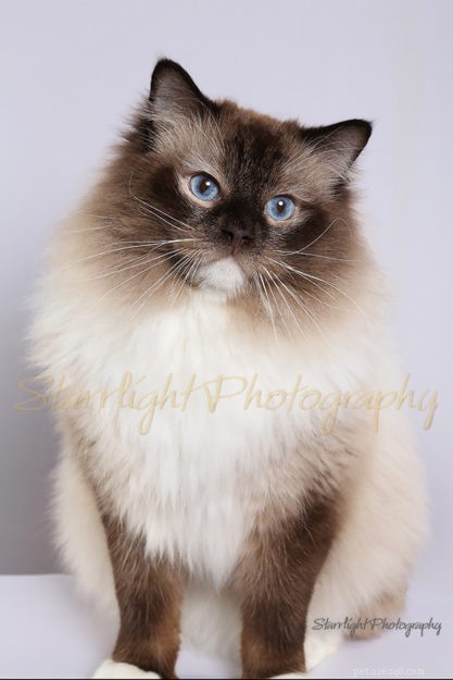 How to Spot a Trustworthy Ragdoll Breeder: Insights from Sharon Shulby