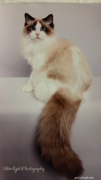 How to Spot a Trustworthy Ragdoll Breeder: Insights from Sharon Shulby