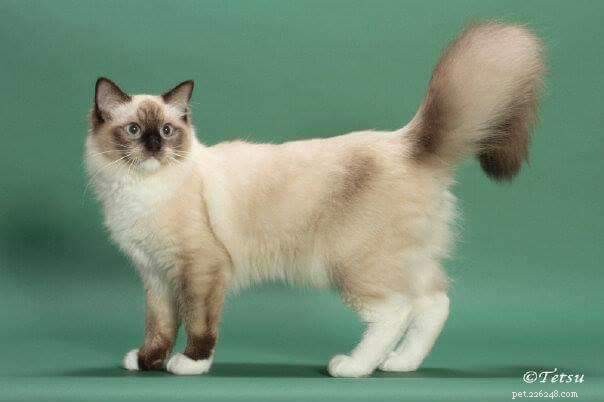 How to Spot a Trustworthy Ragdoll Breeder: Insights from Sharon Shulby