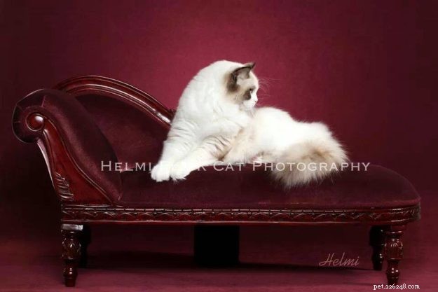 How to Spot a Trustworthy Ragdoll Breeder: Insights from Sharon Shulby