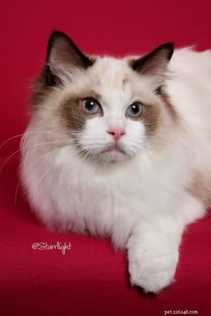 How to Spot a Trustworthy Ragdoll Breeder: Insights from Sharon Shulby