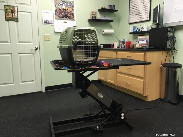 Essential Vaccinations for Cats: Insights from Dr. Sarah Brandon, DVM