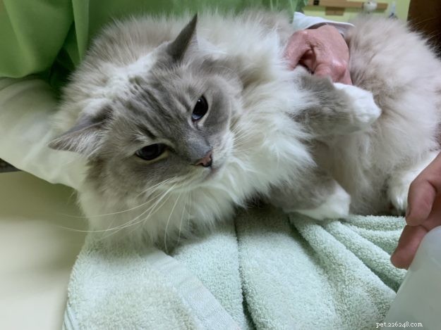 Essential Vaccinations for Cats: Insights from Dr. Sarah Brandon, DVM