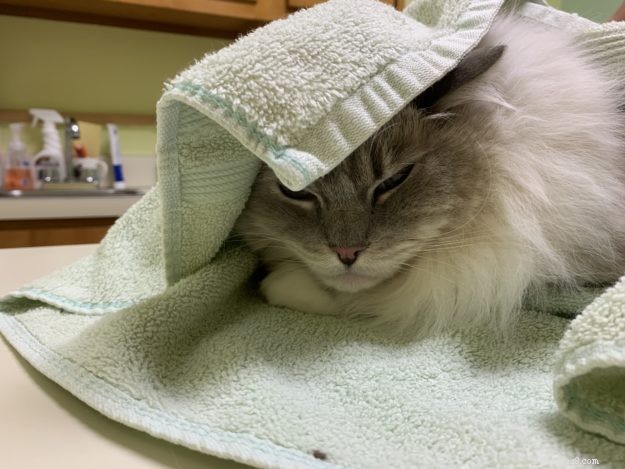 Essential Vaccinations for Cats: Insights from Dr. Sarah Brandon, DVM