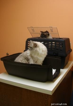 Essential Vaccinations for Cats: Insights from Dr. Sarah Brandon, DVM