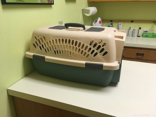 Essential Vaccinations for Cats: Insights from Dr. Sarah Brandon, DVM