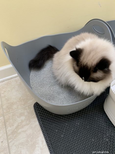 How Often Should Your Cat Urinate? A Guide to Normal Litter Box Habits
