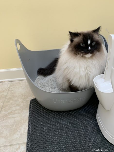 How Often Should Your Cat Urinate? A Guide to Normal Litter Box Habits