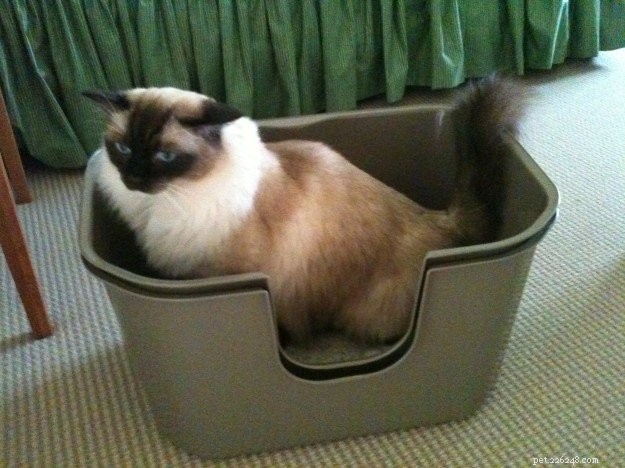 How Often Should Your Cat Urinate? A Guide to Normal Litter Box Habits
