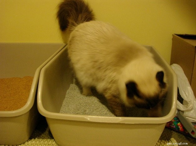 How Often Should Your Cat Urinate? A Guide to Normal Litter Box Habits