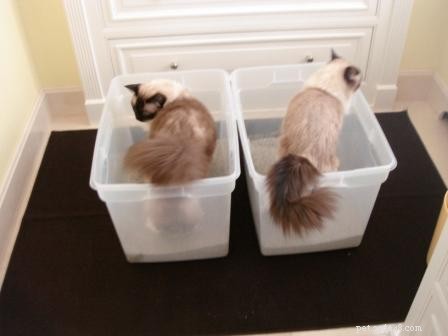 How Often Should Your Cat Urinate? A Guide to Normal Litter Box Habits