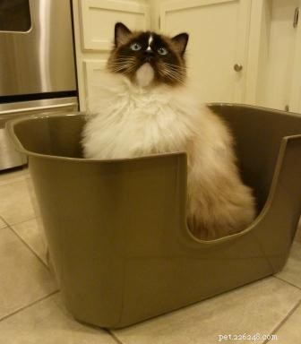 How Often Should Your Cat Urinate? A Guide to Normal Litter Box Habits