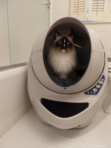 How Often Should Your Cat Urinate? A Guide to Normal Litter Box Habits