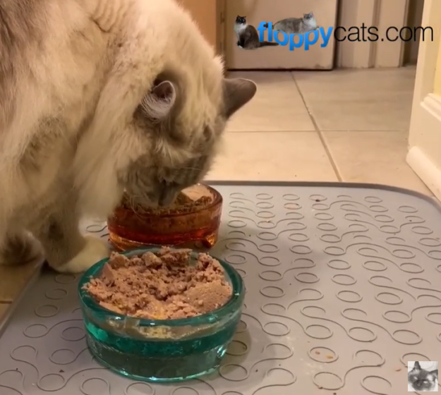 Ziwi Peak Canned Cat Food: Premium, Additive-Free Nutrition for Your Cat