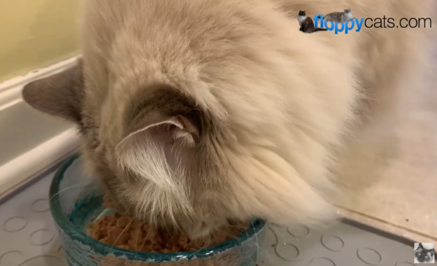Ziwi Peak Canned Cat Food: Premium, Additive-Free Nutrition for Your Cat