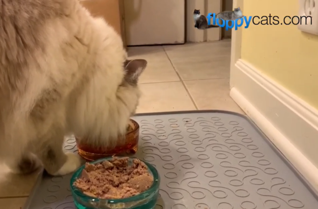 Ziwi Peak Canned Cat Food: Premium, Additive-Free Nutrition for Your Cat