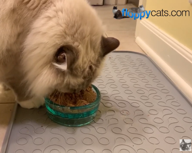 Ziwi Peak Canned Cat Food: Premium, Additive-Free Nutrition for Your Cat