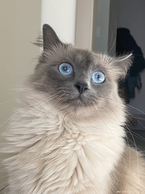 Aquaria: Seattle s Beloved Ragdoll Cat