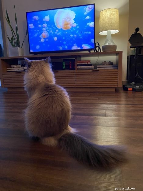 Aquaria: Seattle s Beloved Ragdoll Cat