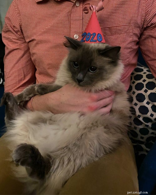 Aquaria: Seattle s Beloved Ragdoll Cat