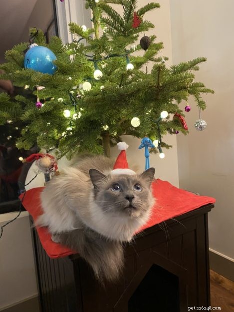 Aquaria: Seattle s Beloved Ragdoll Cat