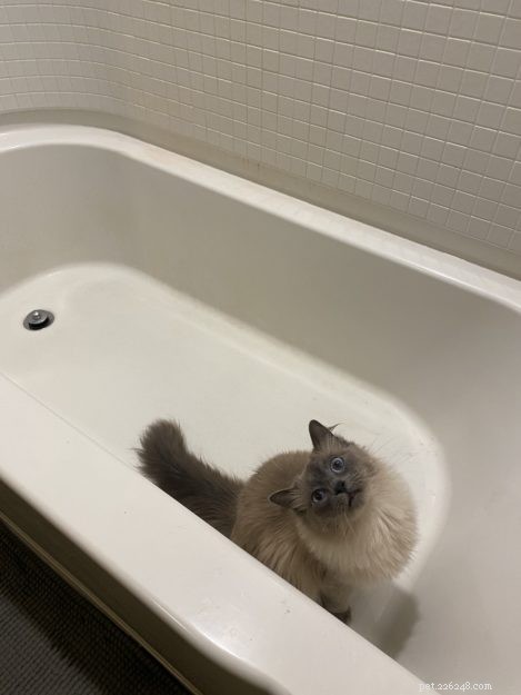 Aquaria: Seattle s Beloved Ragdoll Cat