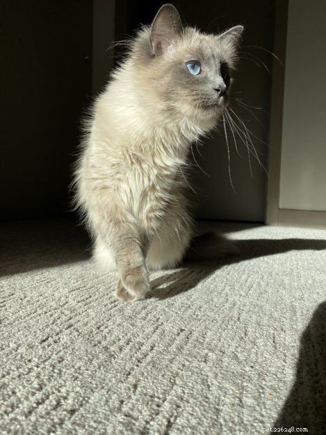Aquaria: Seattle s Beloved Ragdoll Cat