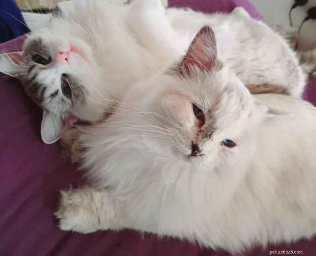 Meet Lottie & Pretty: The Charming Ragdoll Sisters of the Week