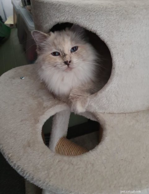 Meet Lottie & Pretty: The Charming Ragdoll Sisters of the Week