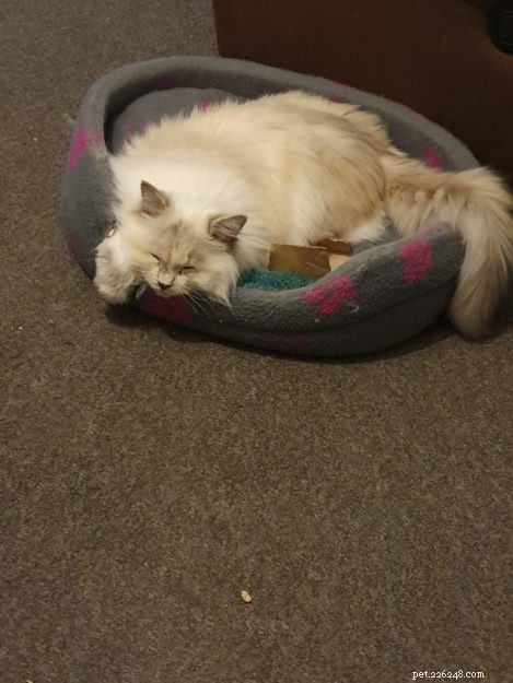 Meet Lottie & Pretty: The Charming Ragdoll Sisters of the Week