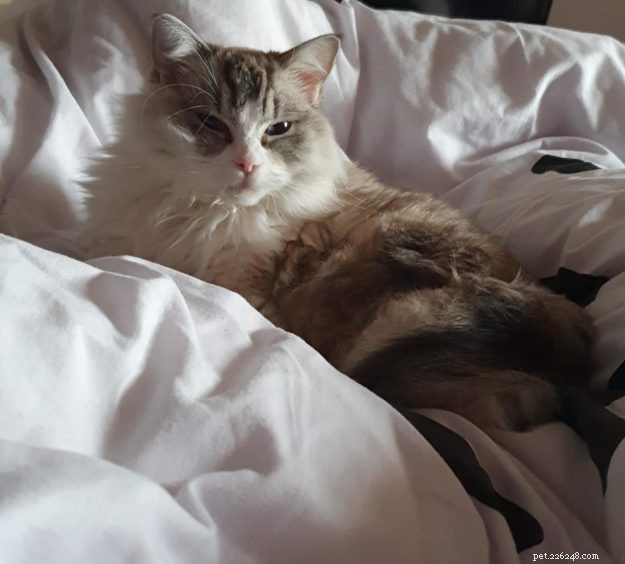 Meet Lottie & Pretty: The Charming Ragdoll Sisters of the Week