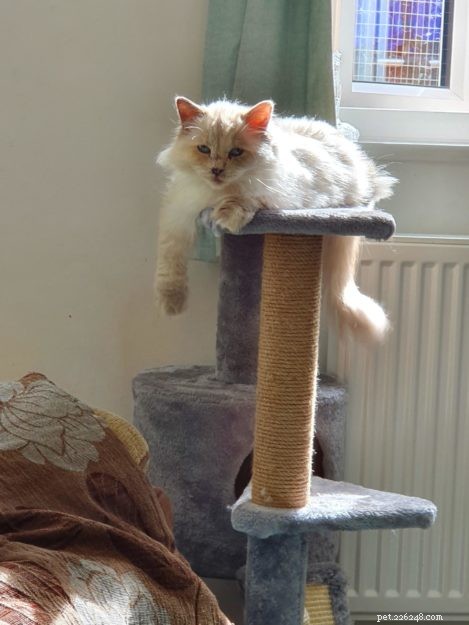 Meet Lottie & Pretty: The Charming Ragdoll Sisters of the Week