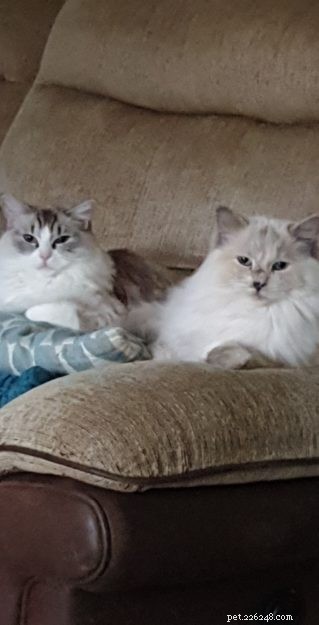Meet Lottie & Pretty: The Charming Ragdoll Sisters of the Week