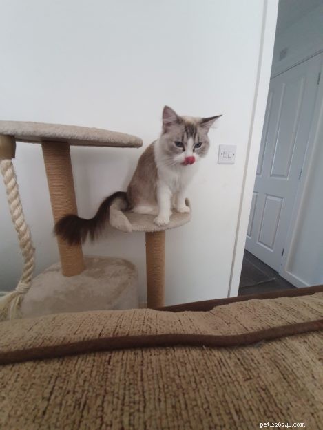Meet Lottie & Pretty: The Charming Ragdoll Sisters of the Week