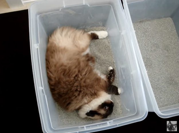 Understanding Why Cats Roll in Their Litter Boxes: A Complete Guide