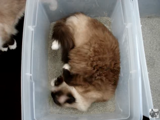 Understanding Why Cats Roll in Their Litter Boxes: A Complete Guide