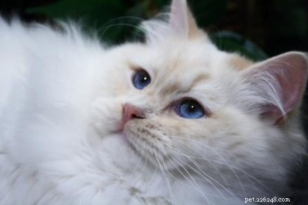 Red (Flame Point) Ragdoll Cats: Colors, Care, and CFA Standards