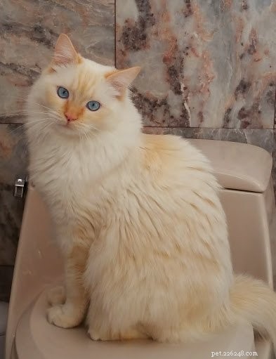 Red (Flame Point) Ragdoll Cats: Colors, Care, and CFA Standards
