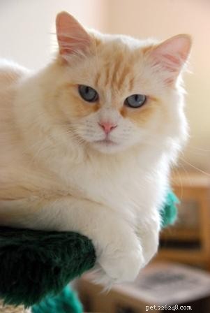 Red (Flame Point) Ragdoll Cats: Colors, Care, and CFA Standards