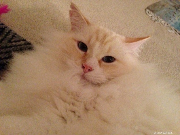 Red (Flame Point) Ragdoll Cats: Colors, Care, and CFA Standards