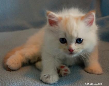 Red (Flame Point) Ragdoll Cats: Colors, Care, and CFA Standards