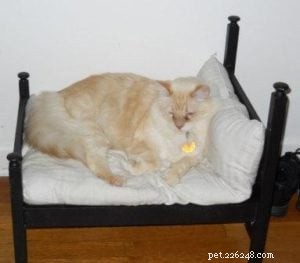 Red (Flame Point) Ragdoll Cats: Colors, Care, and CFA Standards