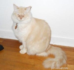 Red (Flame Point) Ragdoll Cats: Colors, Care, and CFA Standards