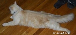 Red (Flame Point) Ragdoll Cats: Colors, Care, and CFA Standards